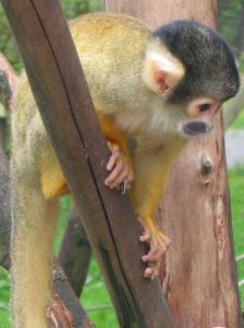 674px-Squirrel_monkey